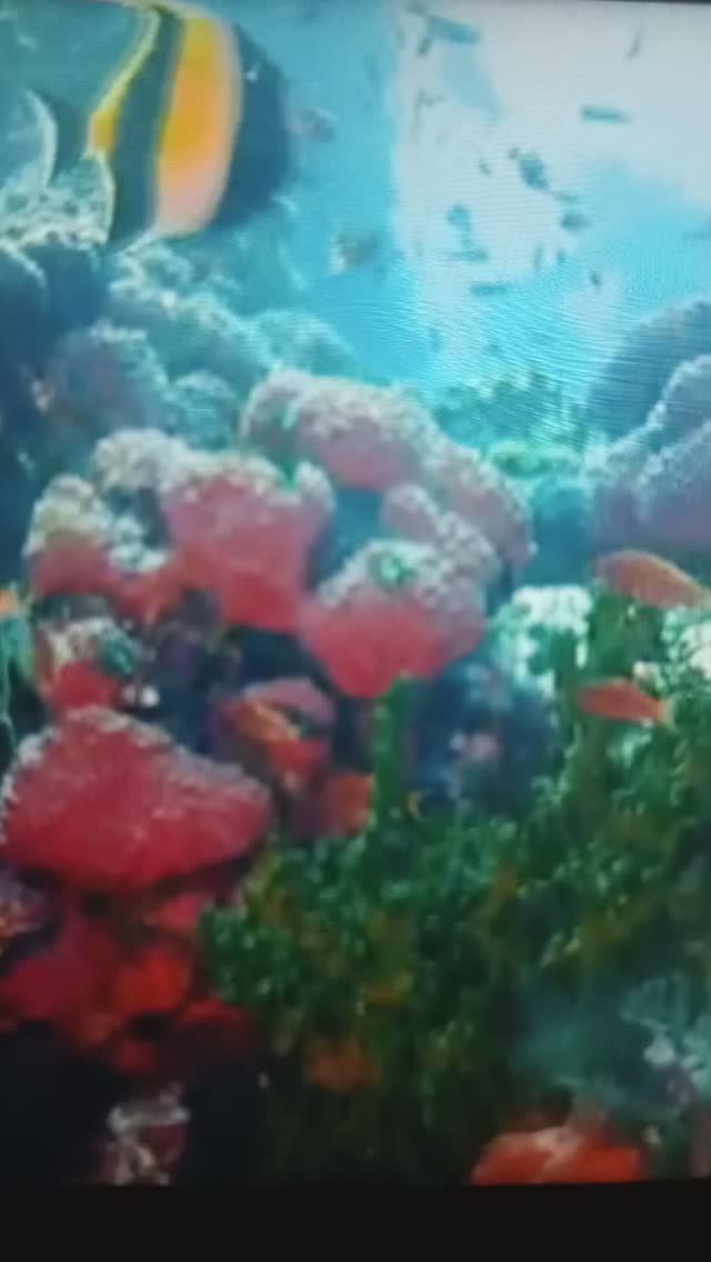 КРАСОТА МОРСКОГО ДНА😯🤔#Shorts