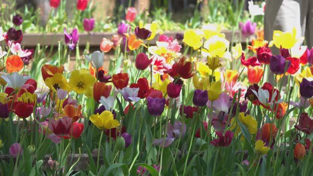 Тюльпаны в "Парке Йокогамы" 19.04.2024 (4K UHD) / Tulips in Yokohama Park, 19.04.2024 (4K UHD)