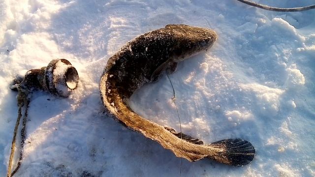 Переметы. Проверка. 18.12.2022г.