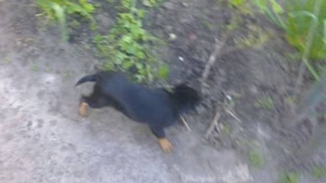 Знакомьтесь, наш новый питомец! РНЗ (Русская норная-земляная) по кличке Роза и её первая травля