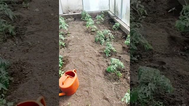 Огородный влог. Опять делаем шашлыки!