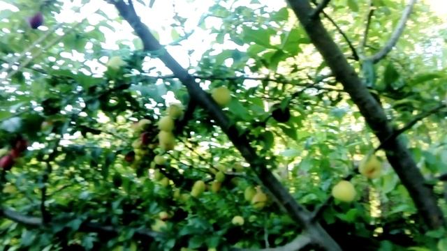 Наша алыча июль 2020год.