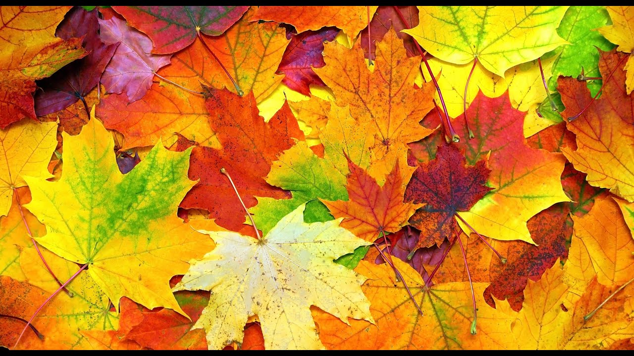 «Осенняя аппликация» с Екатериной Гнедаш