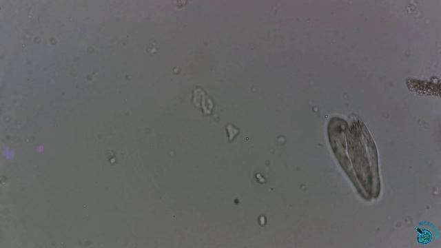 Конъюгация у инфузорий Paramecium.