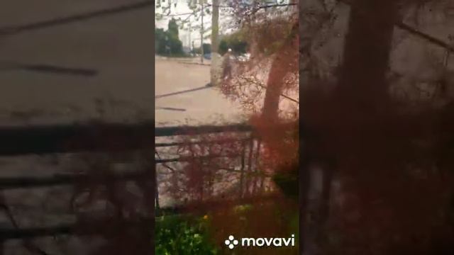 Очень красивое и необычное растение.mp4