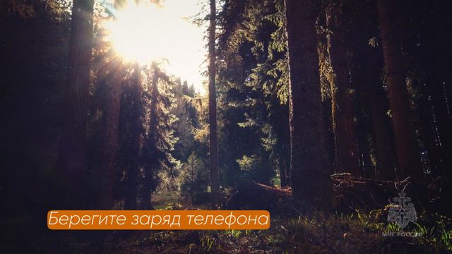 Правила поведения если потерялся в лесу