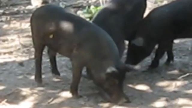 Вроде бы безобидные животные, а на самом деле - лютые охотники за ядовитыми змеями