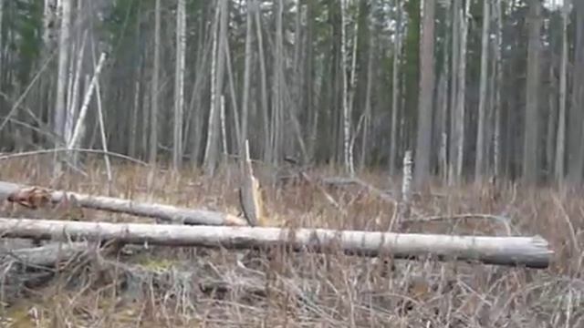 Ориентирование в кризисной ситуации. Ветровал на равнине