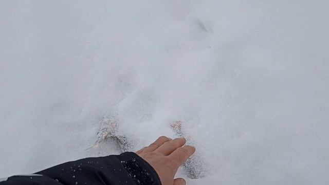 Зимняя рыбалка на балансир на Лысьвенском пруду!