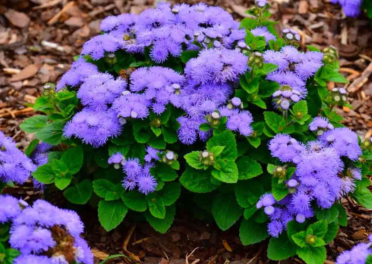 СЕЕМ АГЕРАТУМ ПРАВИЛЬНО!