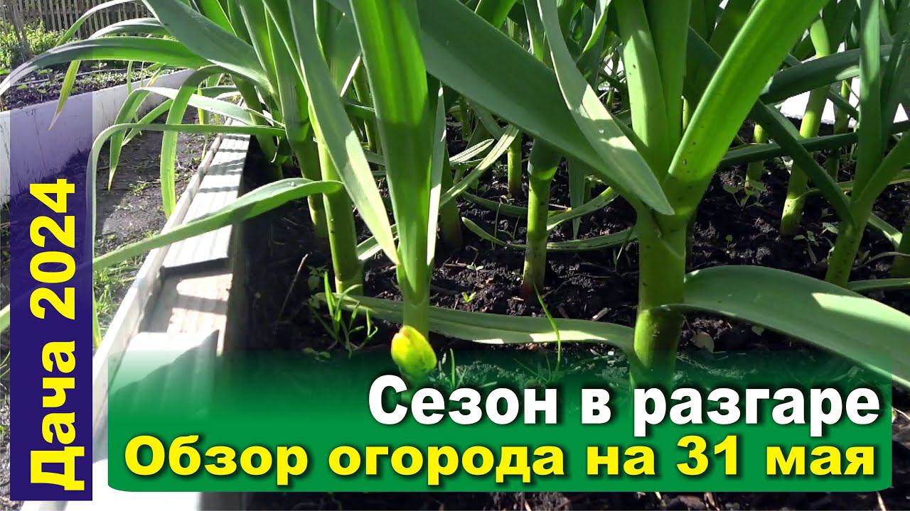 Чеснок, клубника, голубика и капуста, переделка теплицы - Обзор огорода на 31 мая.