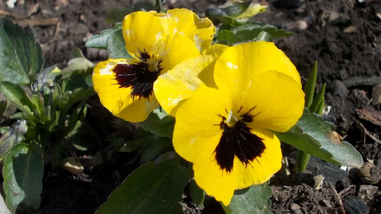 Фиалки*  Анютины глазки*  Мой сад