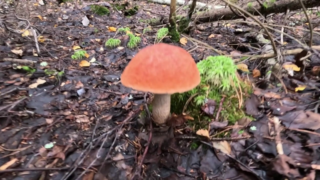 Подосиновики - красноголовики. В этом лесу временами их бывает очень много