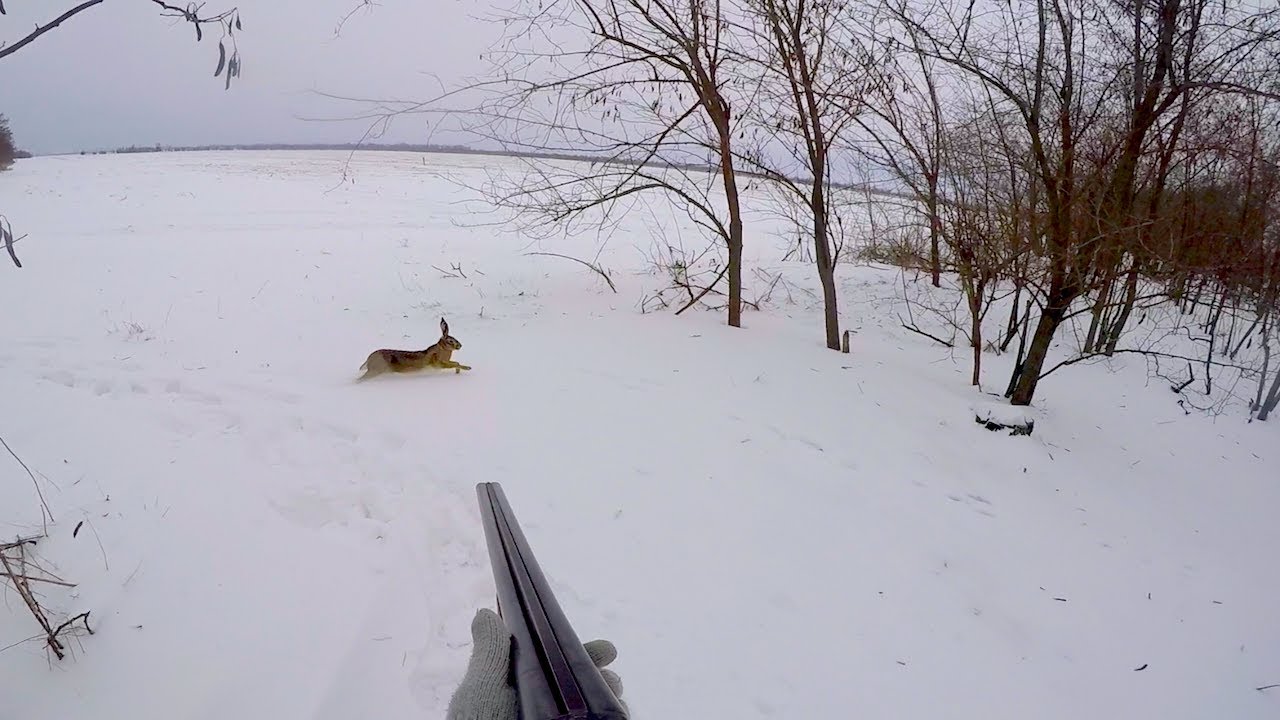 Охота на зайца. Не все охотнику праздник)))