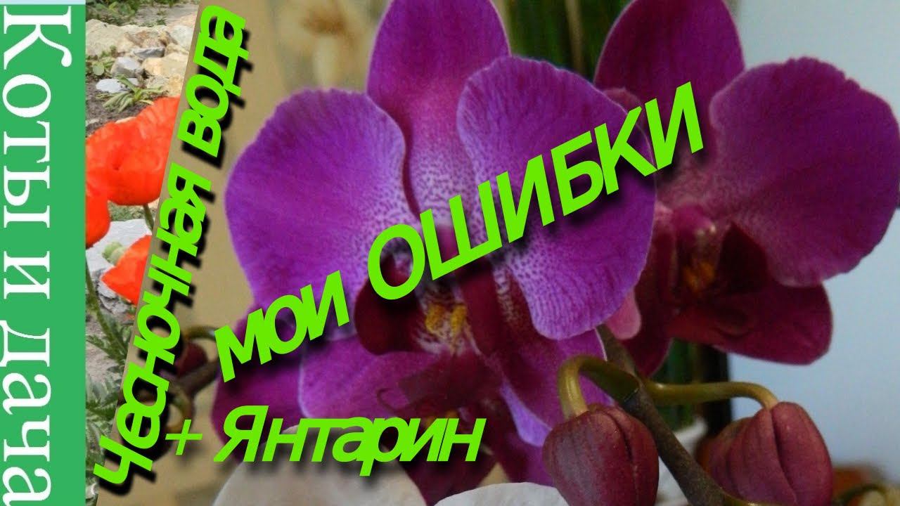 */*#ОРХИДЕЯ*/* Чесночная вода +Янтарин*/*  о моей  ОШИБКЕ и Новом эксперименте