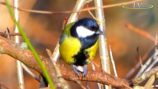 ..."Синички" С.Апасова - С.Астраханцев (не будем забывать о кормушках).
#Синички #С_Апасова