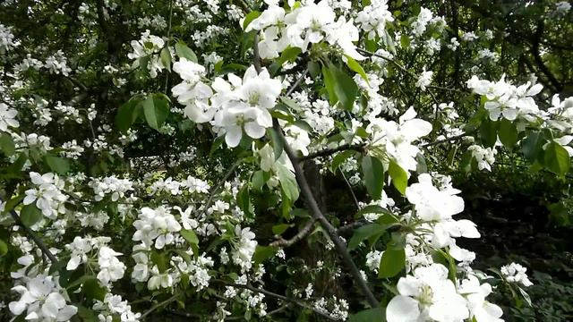 Елагини Остров Весна Санкт Петербург