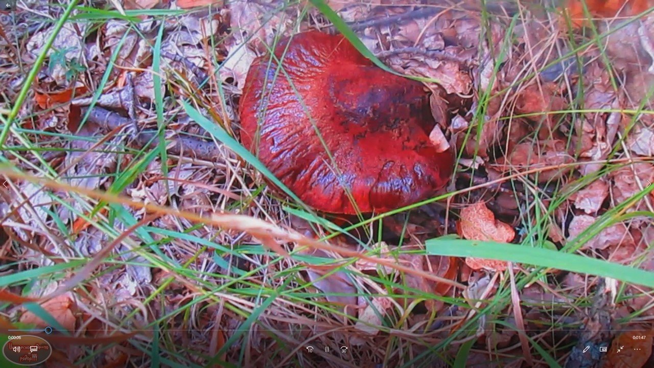 Не знала, что этот гриб съедобный!