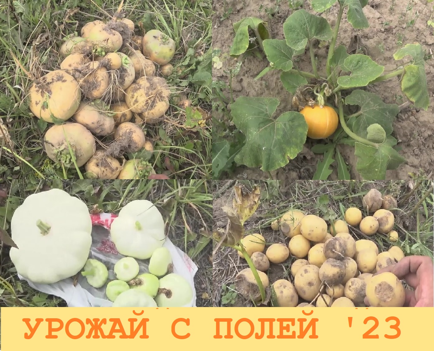 2023 Август. Сгребаем мини-урожай с мини-огорода