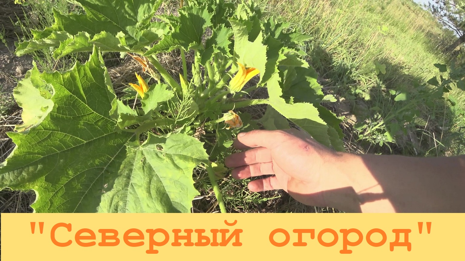 2023 Июль. Оживление "Северного огорода"