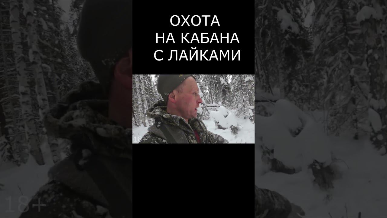 Собаки преследуют крепкого секача. Охота на кабана