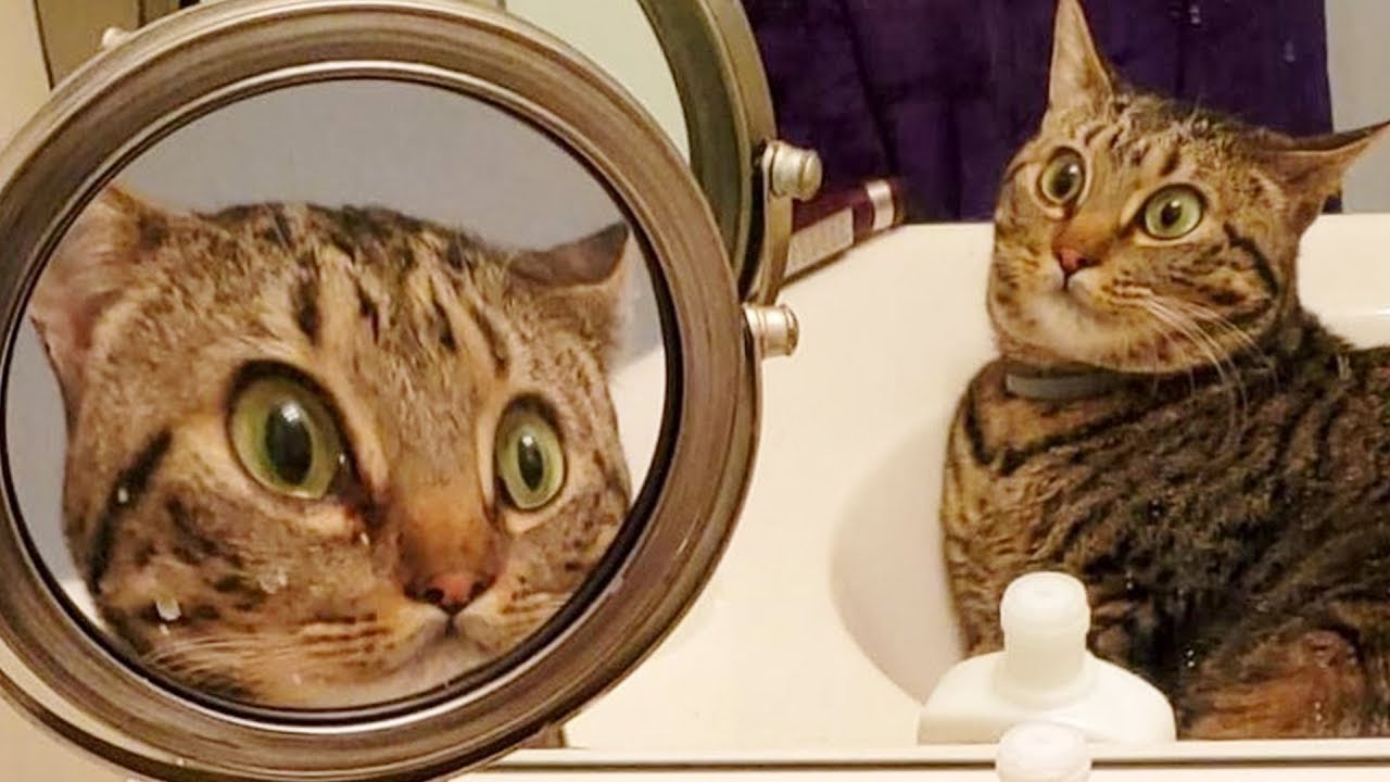 Приколы с котами и кошками 2021. Приколы про животных