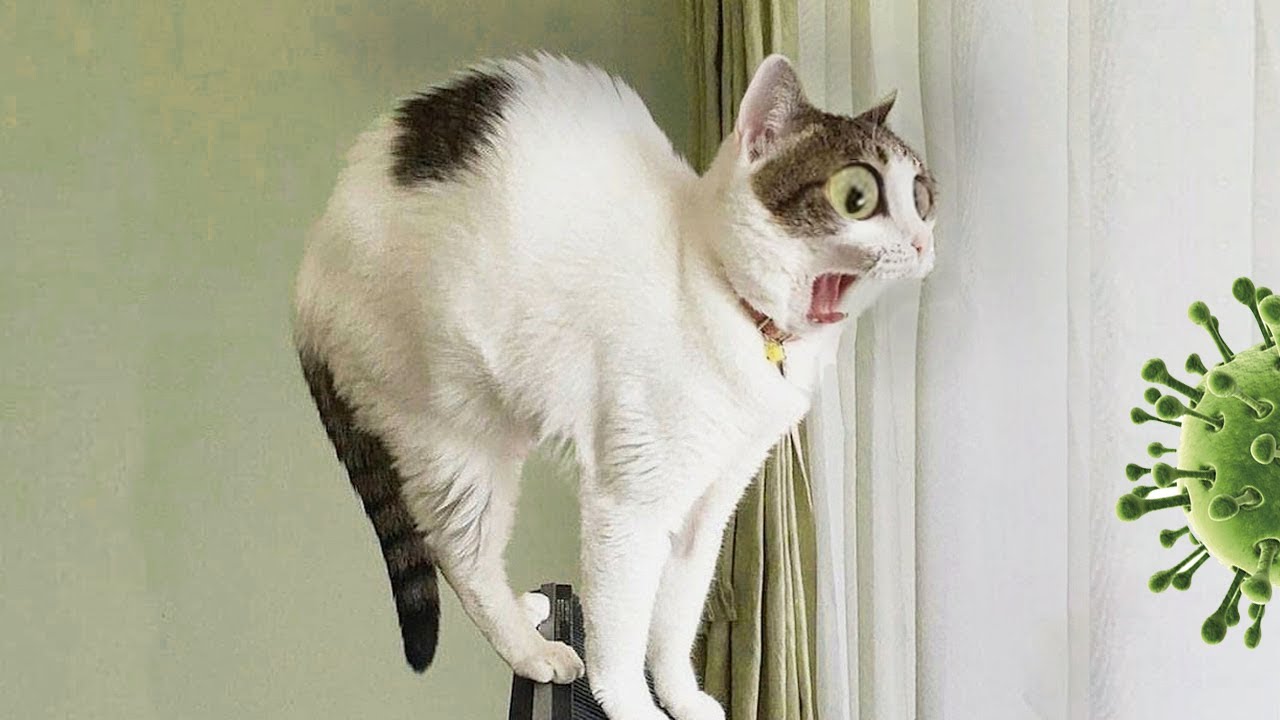 ПРИКОЛЫ С КОТАМИ ?? ПОПРОБУЙ НЕ ЗАСМЕЯТЬСЯ ? ОЧЕНЬ СМЕШНЫЕ КОТЫ И СОБАКИ ? ПРИКОЛЫ С ЖИВОТНЫМИ