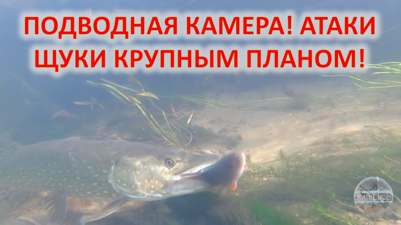 Рыбалка на хищника. Ловля щуки на мелководье на живца. Подводная камера