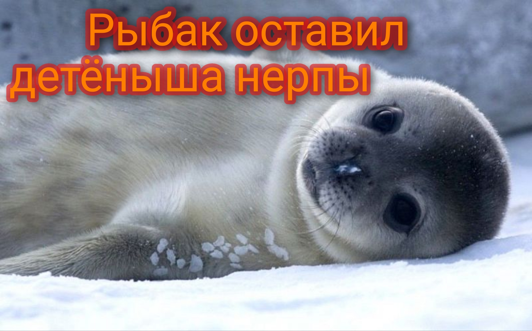 Рыбак оставил в кафе детёныша нерпы