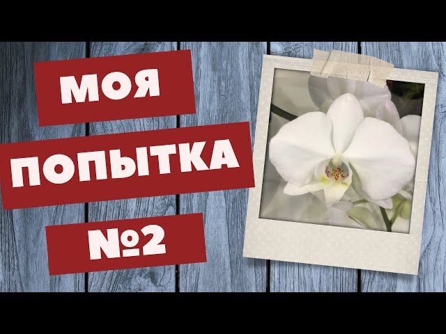 Одна из спасённых орхидей