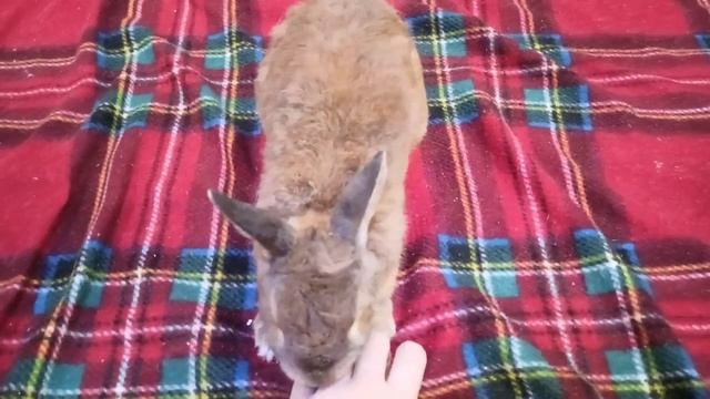 Кролик Ирискин кайфует