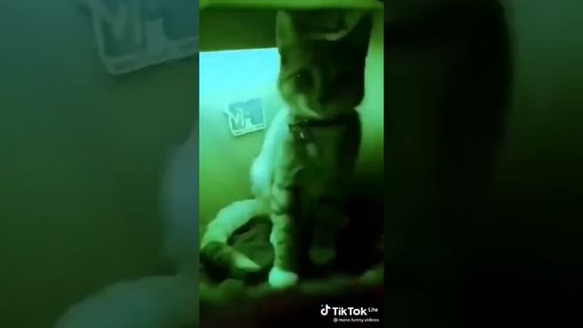 Подборка Приколов с Животными 2024 / Смешное Видео Про Животных