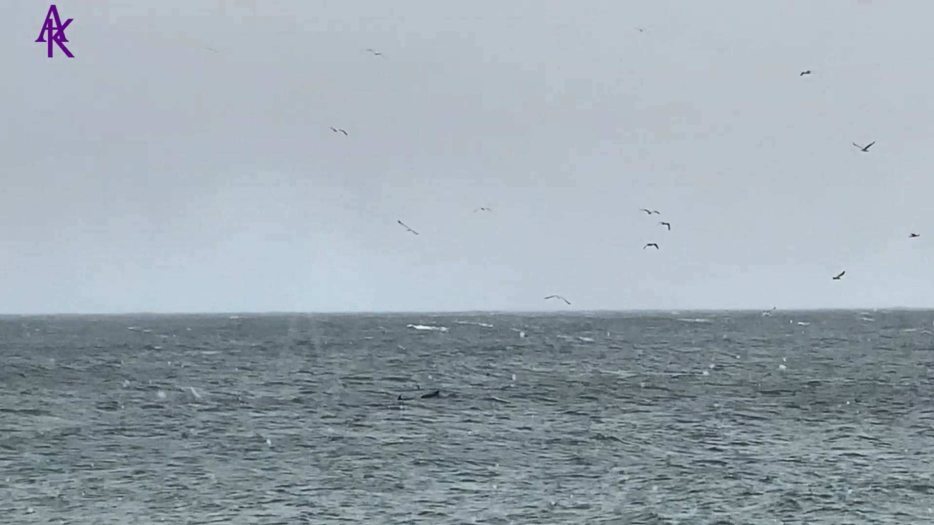 Крым. ЮБК. Мисхор. Снег, чайки и дельфины. Запись от 27.11.23