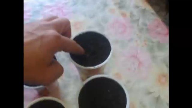 Посадка ⧸ выращивание хурмы с косточек - легко! Криворожский регион (англ.)