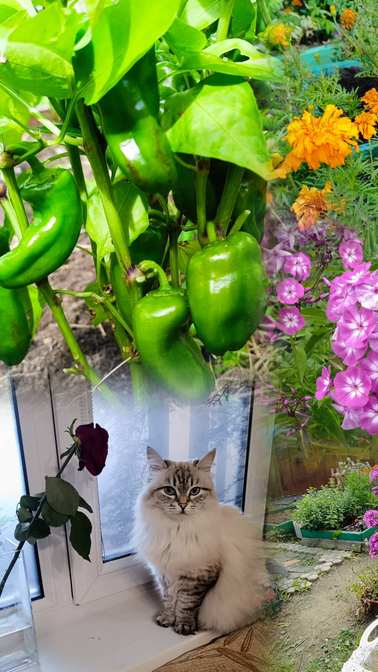 Мой "небывалый" урожай перцев!😂🌺🥒🍅