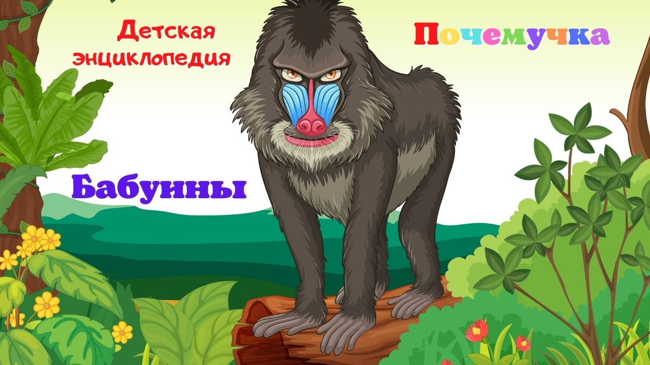 0+ Бабуины. Почемучка. Детская энциклопедия.