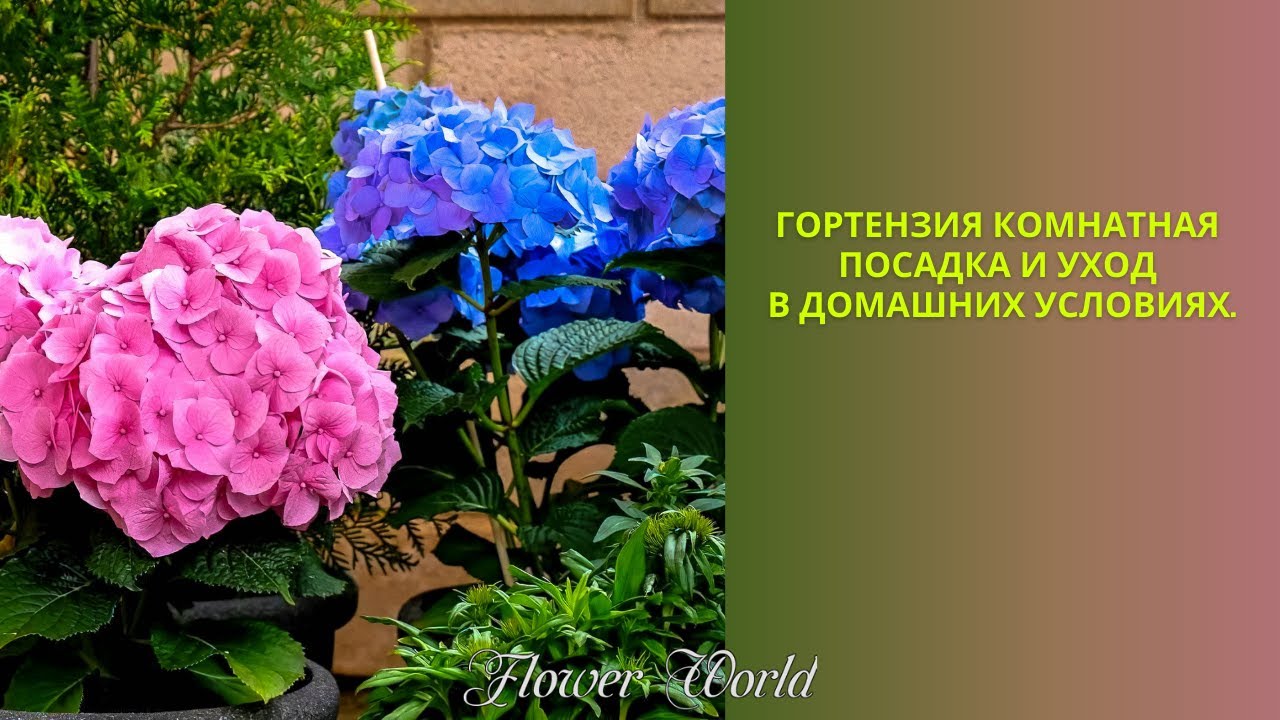 Гортензия комнатная — посадка и уход в домашних условиях.?.