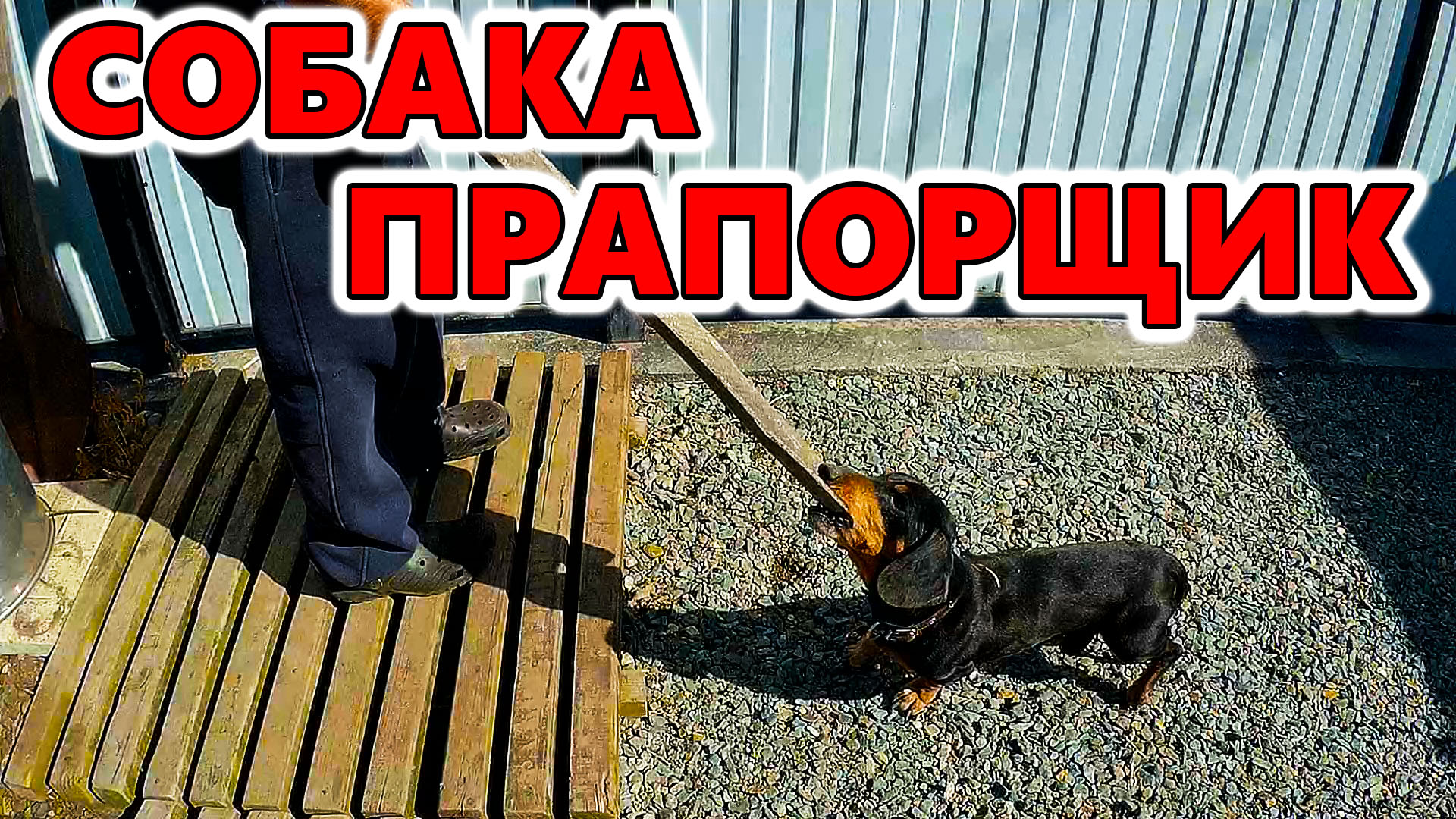 Собака строитель. Собака прапорщик. Такса.