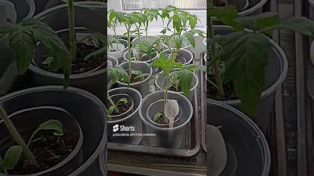 Сибирь. Обзор рассады томатов. Расставила подальше друг от друга.