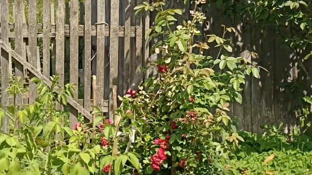 Цветы в моем саду. Что цветет в июле