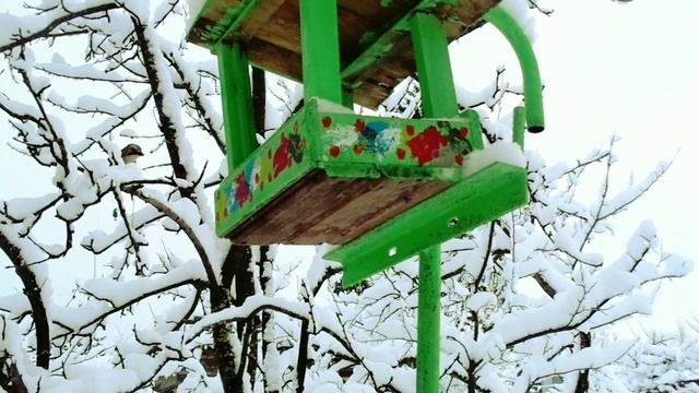 Сойка в кормушке?❄️❄️❄️