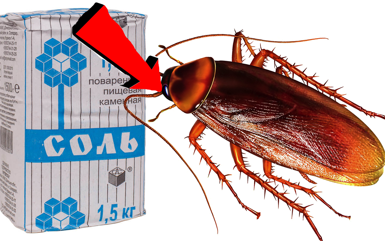 Как Быстро избавиться За 3 Секунды от Тараканов!.!.!.!.!.!