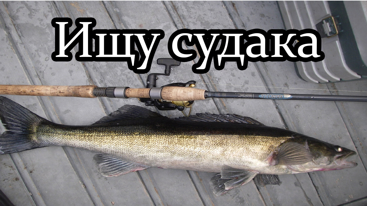 Ищу судака