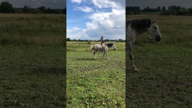 Верхом на свободной лошади. Повороты на шагу, остановка, осаживание.