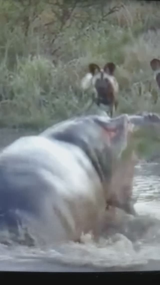 ГИЕНЫ окружают БЕГЕМОТА😯#Shorts