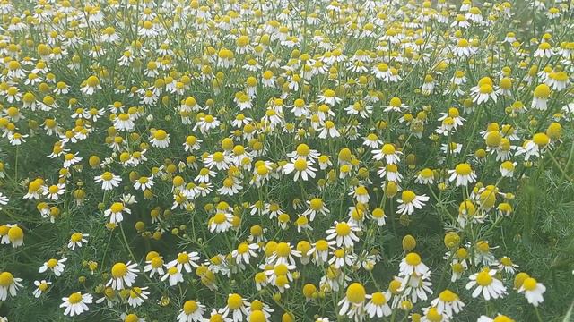 РОМАШКОВЫЙ МЕД без пчел 😋  ПОЛЬЗА  ромашки для организма.
