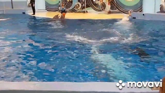 Сочи. Шоу дельфинов..mp4