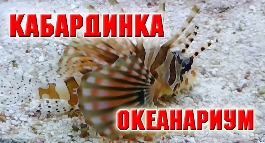 Океанариум в Кабардинке