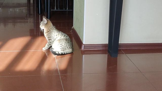 Сонька. Самый главный обитатель гостиницы Скала.
Кисловодск. Ее выкормили сотрудники котёнком .