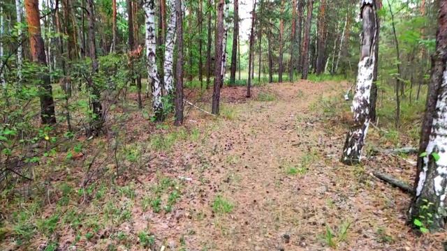 Челябинск. Парк Гагарина сосновый бор, природа изумительна. 19.04.2023г.